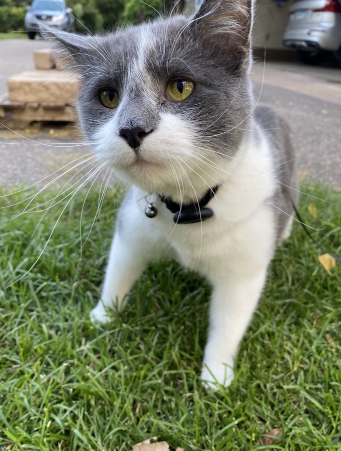 Brock the cat